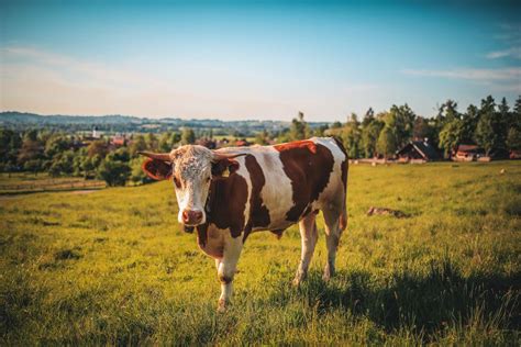 hu cows|Hucow Meaning – Lilah Caine, Hucow Erotica Author.